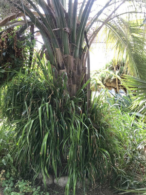 Son stipe garni de Billbergia nutans