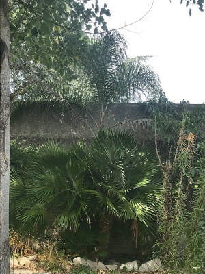 Syagrus romanzoffiana sp parana