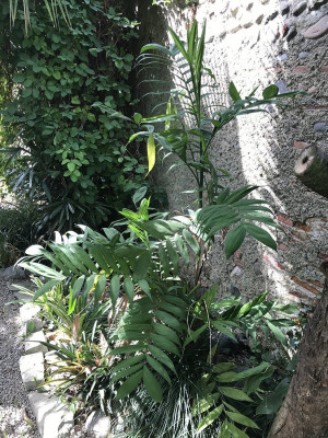 Chamaedorea microspadix