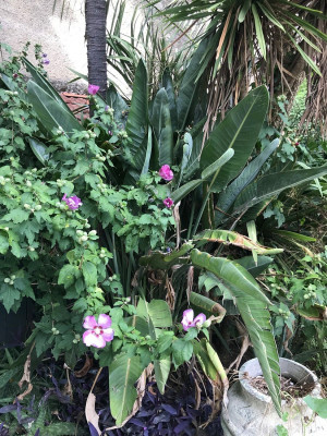 Strelitzia reginae qui fleurit tous les ans