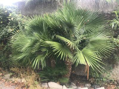 Chamaerops humilis