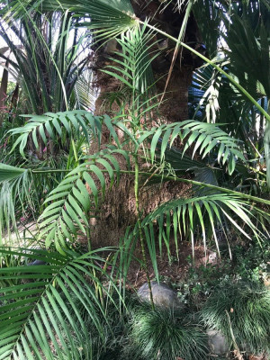 Chamaedorea radicalis x microspadix