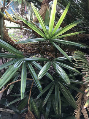 Rhapis excelsa variegata
