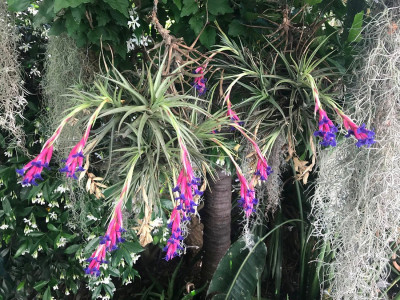 Tillandsia aeranthos