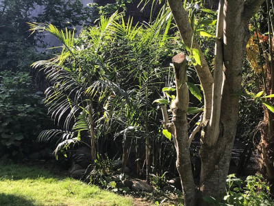 Chamaedorea radicalis caulescents