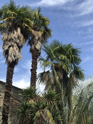 Les Trachycarpus que j'arrive à sauvegarder malgré les attaques de paysandisia...