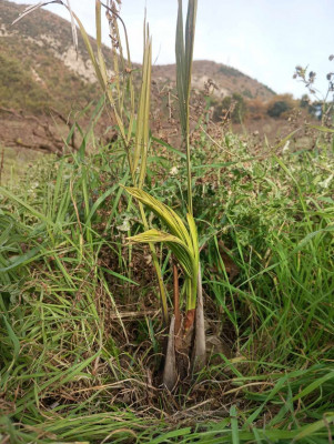 Résurrection B.odorata