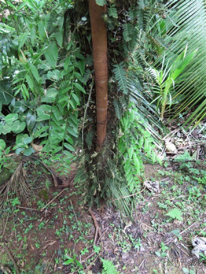 1 Le bois canon (Cecropia peltata) peut être un fléau pour les palmiers!Ce palmier Wallichia disticha en est une victime. Sans support, le bois canon peut mesurer 20m.