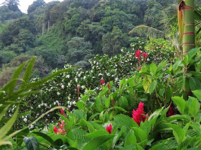 Le buis de Chine au deuxième plan.Il forme un arbre de 4m de hauteur à la silhouette ronde.