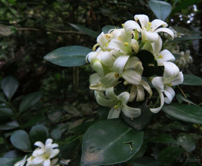 Murraya paniculata, le buis de Chine et ses milliers de fleurs odorantes qui embaument de nuit comme de jour!Sa floraison s'étale sur toute l'année par vagues successives.Son feuillage vert foncé, brillant est épais.Son feuillage est prisé pour la constitution de bouquets pour les mariages ou enterrement...