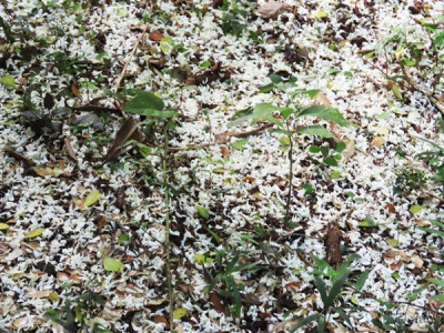 un tapis de pétales blancs sous un arbre...