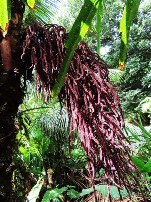 Malgré tout,superbe et dernière inflorescence sur le Wallichia disticha envahi par le bois canon.
