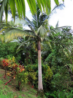 2025, Le Satakentia liukiuensis. J'en suis fou (de palmiers)!