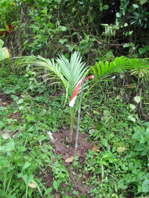 2013, le Satakentia liukiuensis à la plantation.