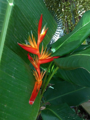 Magnifiques flammes végétales! L'Héliconia psittacorum originaire des Caraïbes.