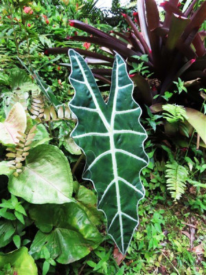 Tête bourrique, l'Alocasia amazonica.