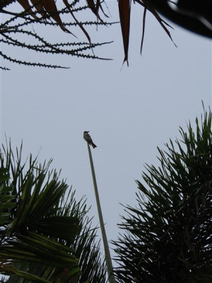 Le pipiri adore se percher au sommet de la lance des palmiers (ici le Wodyetia).Il faut s'accrocher!