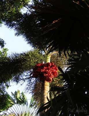 Le Wodyetia bifurcata,l'un des palmiers les plus prolifiques en fruits et en palmes! Ne rien planter dessous!