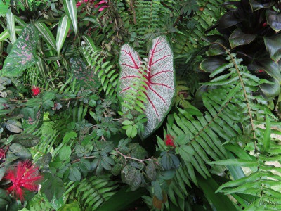 Les Caladium offrent un infinité de palettes de couleurs!