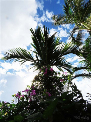 Le Saritea magnifica à l'assaut du Ptychosperma elegans.