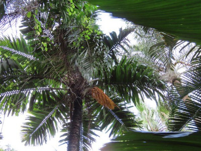 L'Aiphanes minima maintenant haut de 12m et à droite le Dypsis madagascariensis à 18m, plantés en 2001.