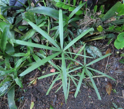 La beauté dans sa plus simple expression du Licuala distans à l'état juvénile.