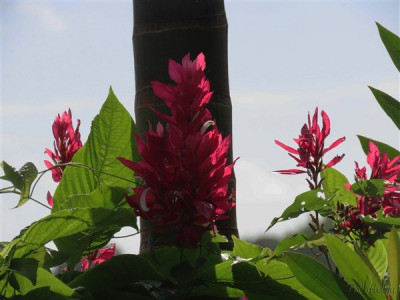 Les fleurs de Megaskepasma erythrochlamys  au pied du gigantesque Actinorhytis calapparia.