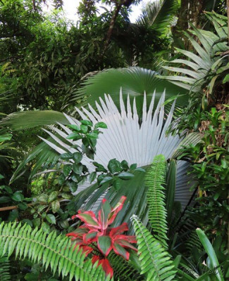 Jeu de palmes sur le Kerriodoxa elegans.