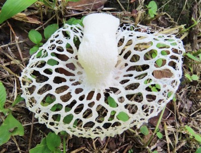 Un champignon qui viendrait d'une galaxie...