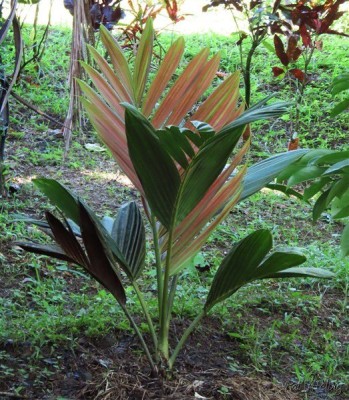 Le Chambeyriona houailouensis planté le 02 01 2022, une merveille!