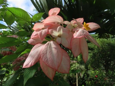 Le Mussaenda philippica-reine Sirikit-