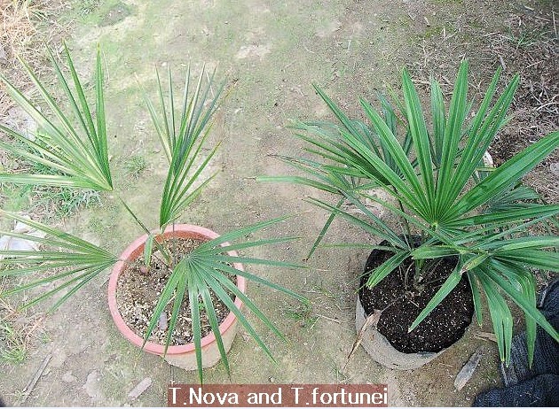 T.nova and fortunei.jpg