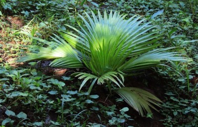 Le Saribus  tothur planté le 06 02 2022.