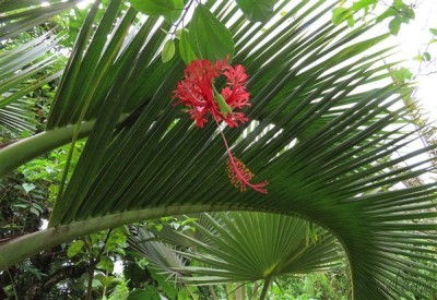L'hibiscus schizopetalus sur fond de palmes de Hyophorbe lagenicaulis.