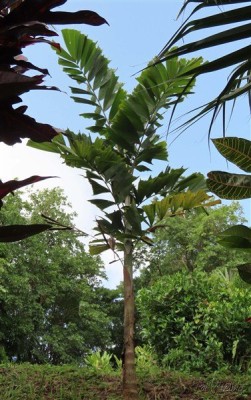 Le Normanbya  normanbyi planté le 04 02 2023.