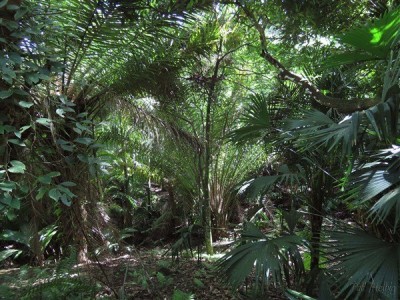 Ensoleillés auparavant,petit à petit beaucoup d'endroits dans ma palmeraie ne reçoivent plus le soleil direct au fur et à mesure que les palmiers se développent...