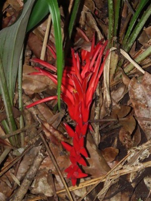 L'inflorescence court sur le sol.Je ne retrouve pas le nom de cette variété...