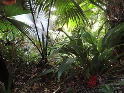 Broméliacée peu courante à la Martinique.