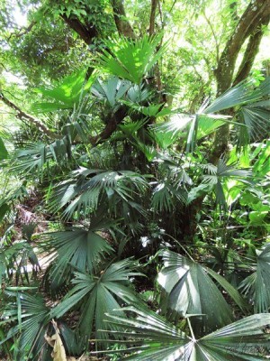 Une autre Cyclanthacée,celle dont le pétiole est utilisé pour faire le fameux chapeau de Panama:<br />Carludovica palmata