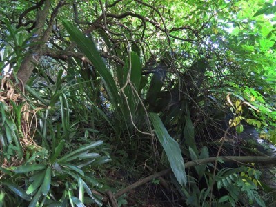 à nouveau une autre Cyclanthacée<br />Ludovia lanceolata.