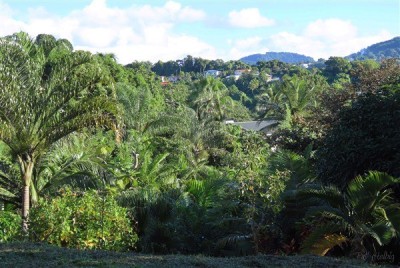 Vue de la palmeraie côté nord. La montagne du Vauclin ,ancien volcan, domine à 507m.