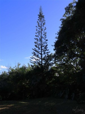 Le sapin de Norfolk, Araucaria  heterohylla, l'un des résineux les  plus résistants aux vents cycloniques. On en voit beaucoup dans la région plantés à tout vents en tête de mornes.