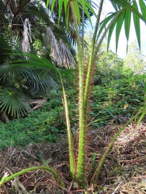 9  La base épineuse du Pigafetta filaris.J'ai perdu tour à tour deux Pigafetta elata,espérons que ce filaris tiendra le coup;En tout cas sa croissance est fulgurante!
