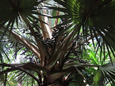 Le Latania loddigesii (femelle)