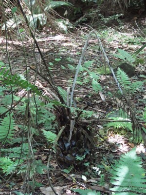 Pauvre Phoenix canariensis maintenant privé de soleil il n'a pas survécu....