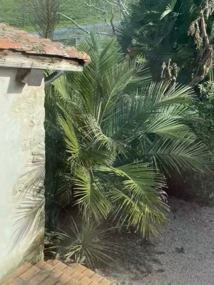 Jubaea chilensis planté en 2010