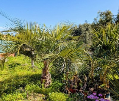 butia x parajubaea cocoides.jpg