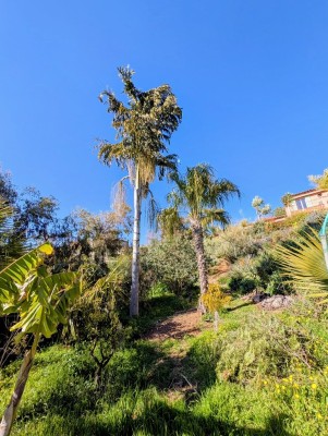 caryota himalaya.jpg