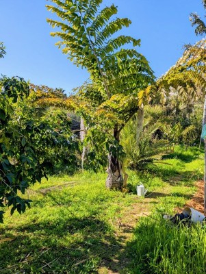 caryota obtusa 2.jpg