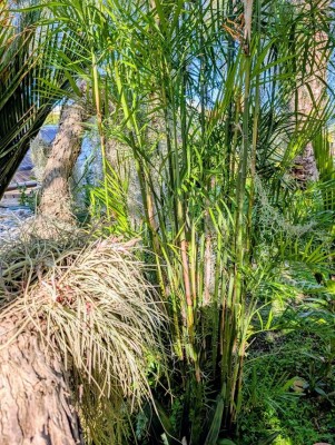 chamaedorea seifrisi.jpg